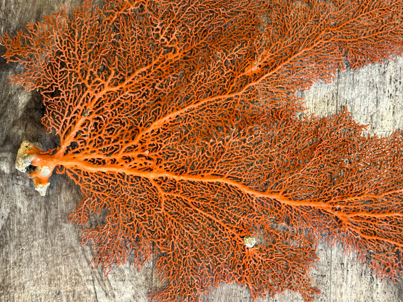 Red Sea Fan 24x15"