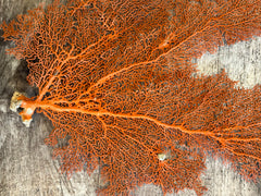 Red Sea Fan 24x15