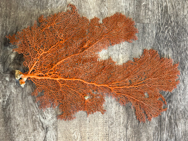 Red Sea Fan 24x15"