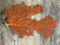 Red Sea Fan 24x15