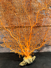 Red Sea Fan 18x17