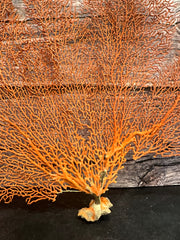 Red Sea Fan 15x19