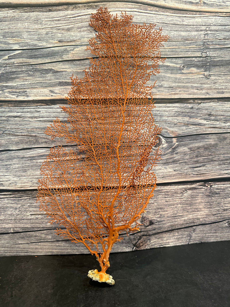 Red Sea Fan 17x8""