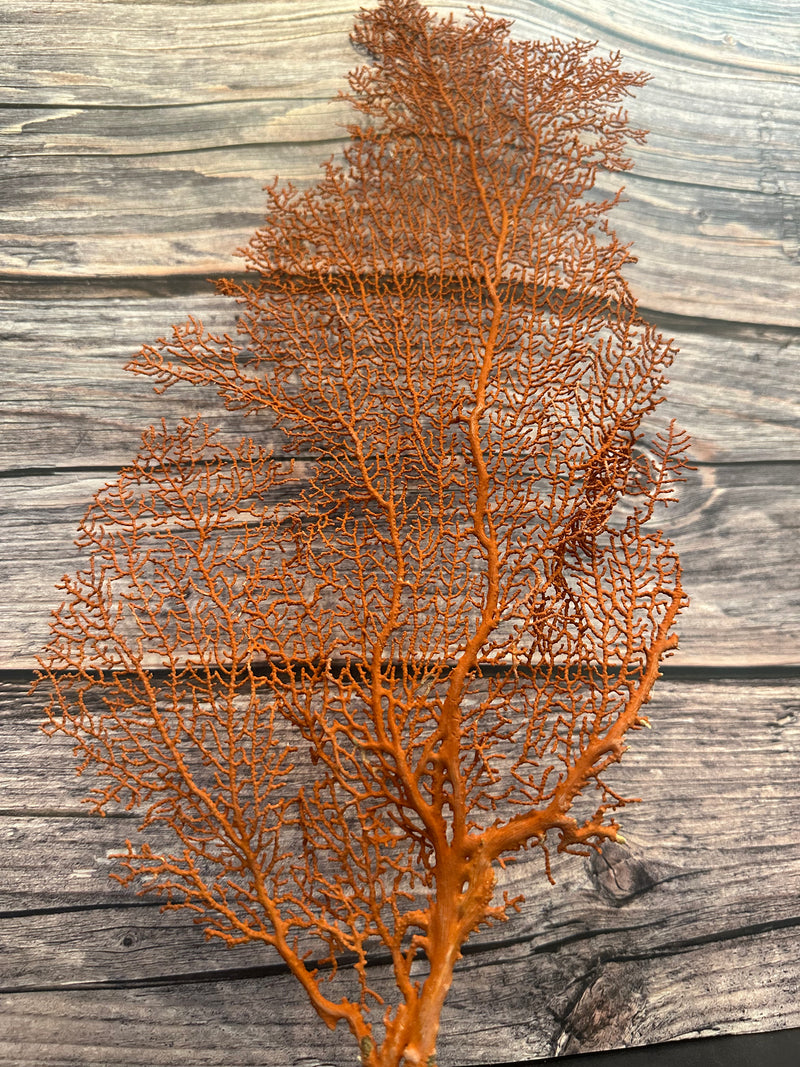 Red Sea Fan 17x8""