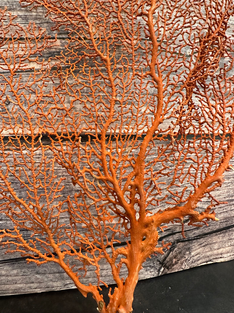 Red Sea Fan 17x8""