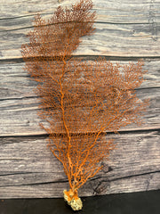 Red Sea Fan 15x9