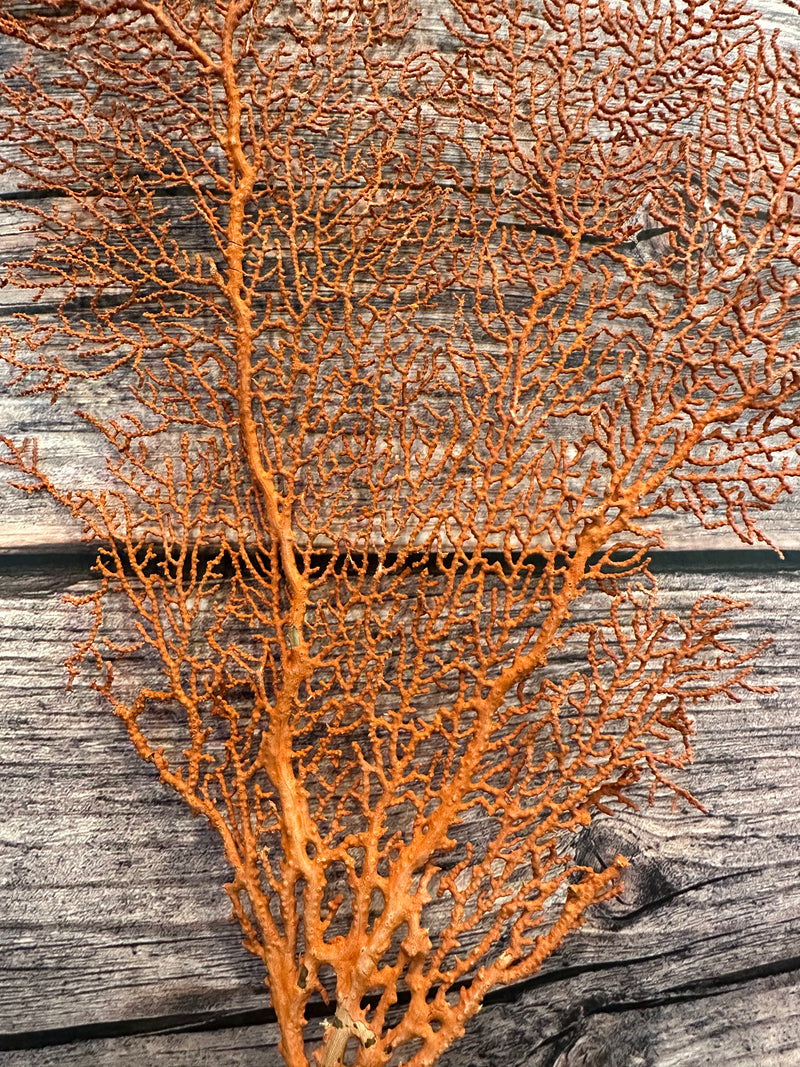 Red Sea Fan 15x9"