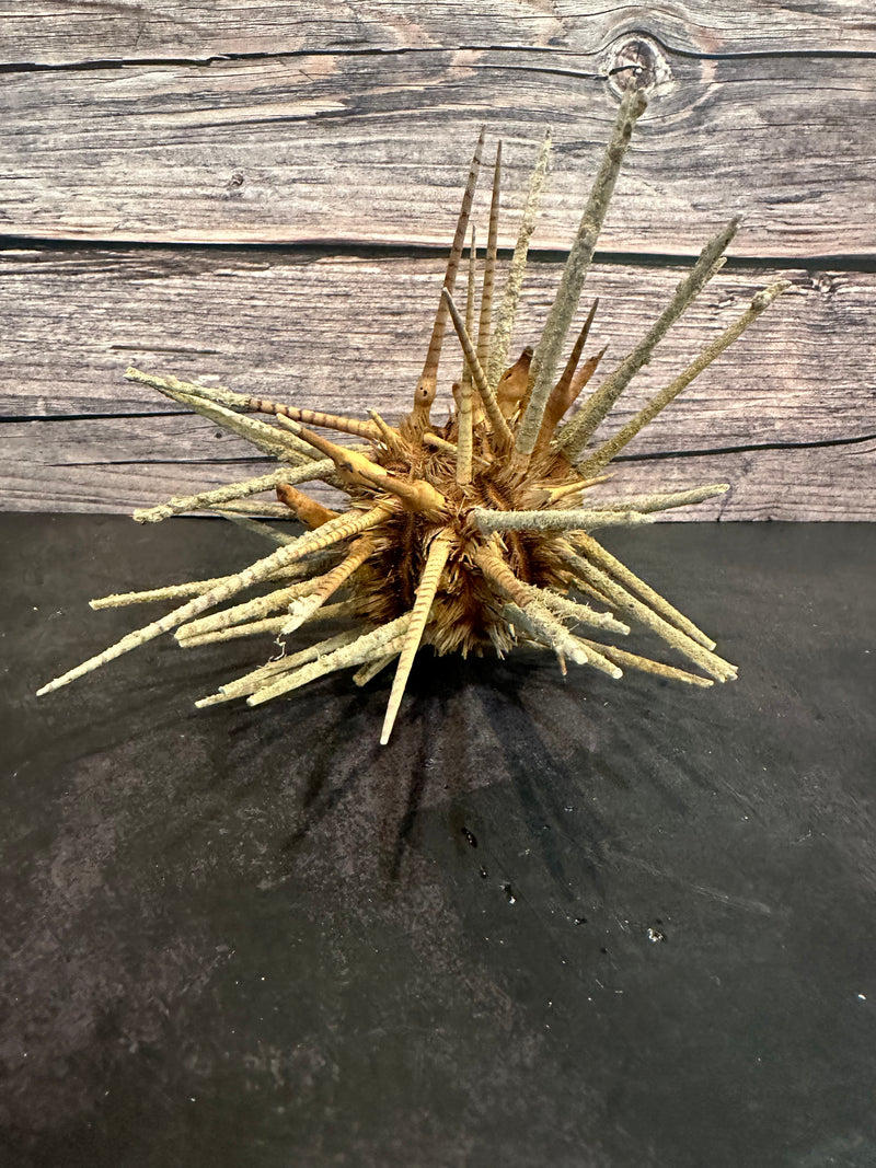 Zebra Urchin With Spines 6"+