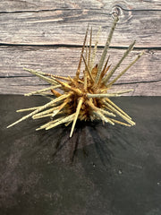 Zebra Urchin With Spines 6