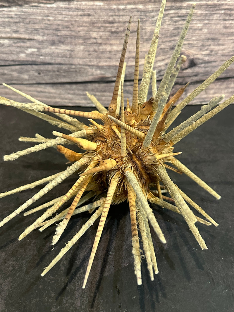 Zebra Urchin With Spines 6"+