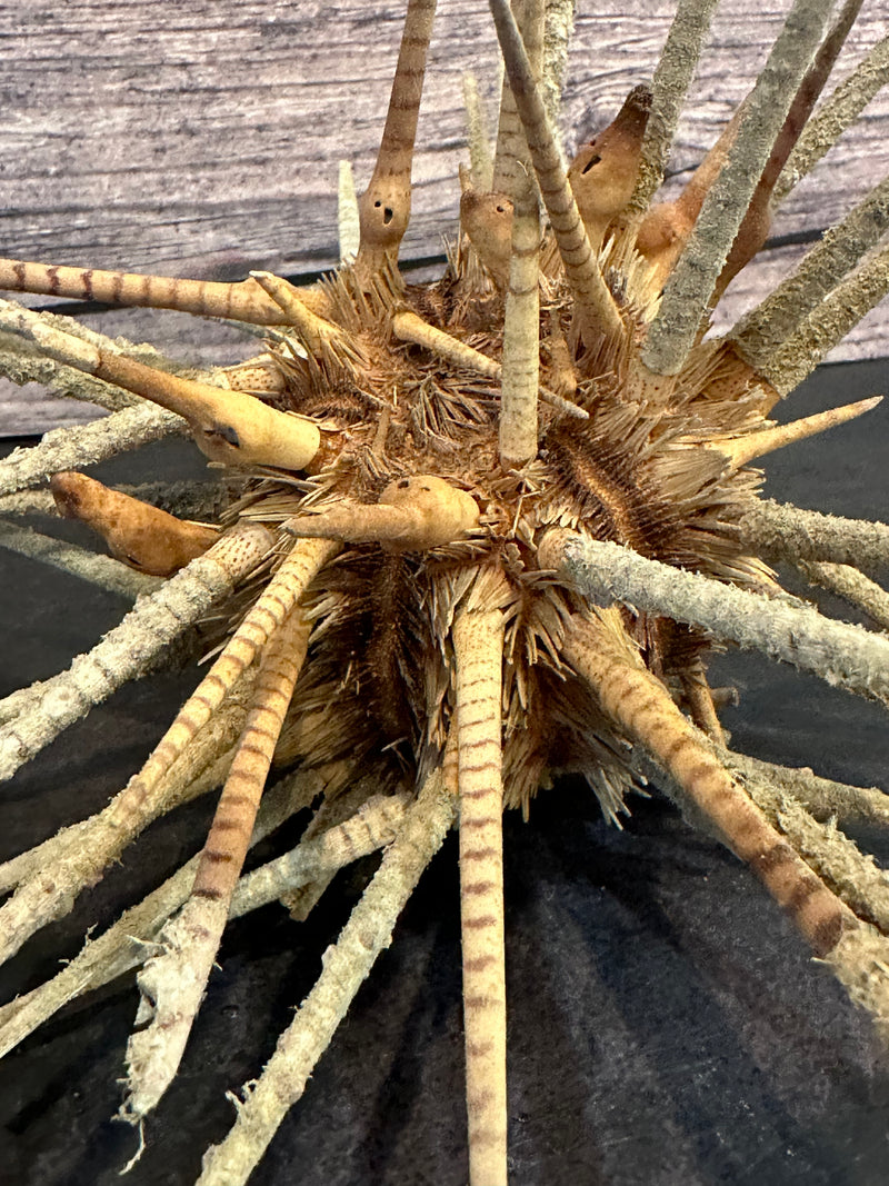 Zebra Urchin With Spines 6"+