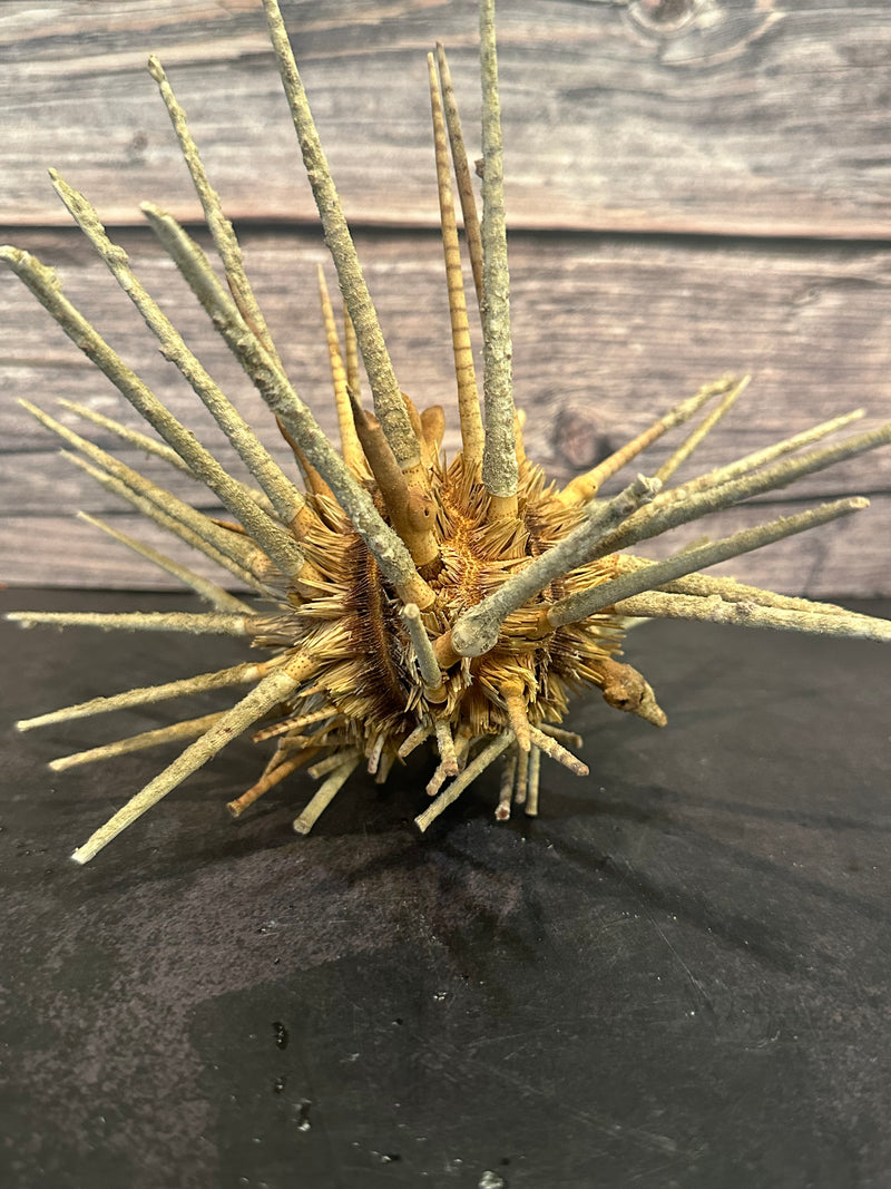 Zebra Urchin With Spines 6"+