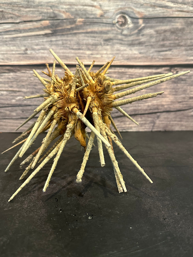 Zebra Urchin With Spines 6"+