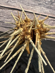 Zebra Urchin With Spines 6