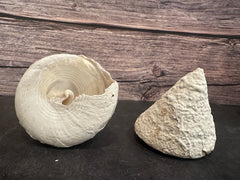 Calcium Covered Raw Trochus Shell