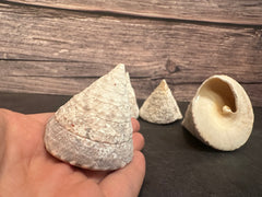 Calcium Covered Raw Commercial Top Shell