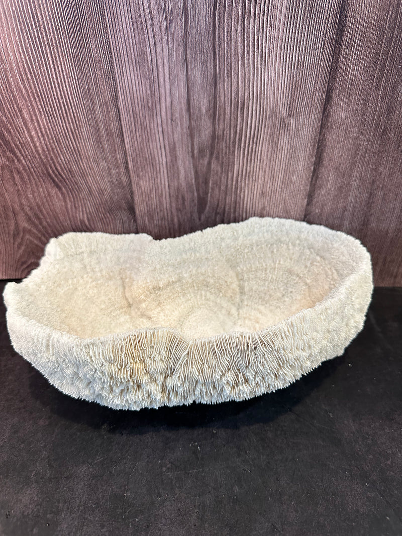 Vintage White Bowl Coral