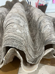 Tridacna gigas Giant Clam matching Pair