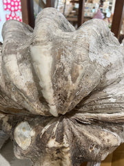 Tridacna Giant Clam Pair