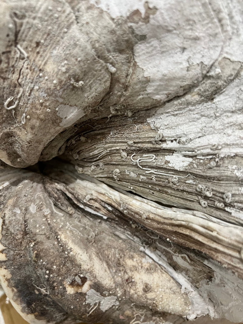Tridacna Giant Clam Pair