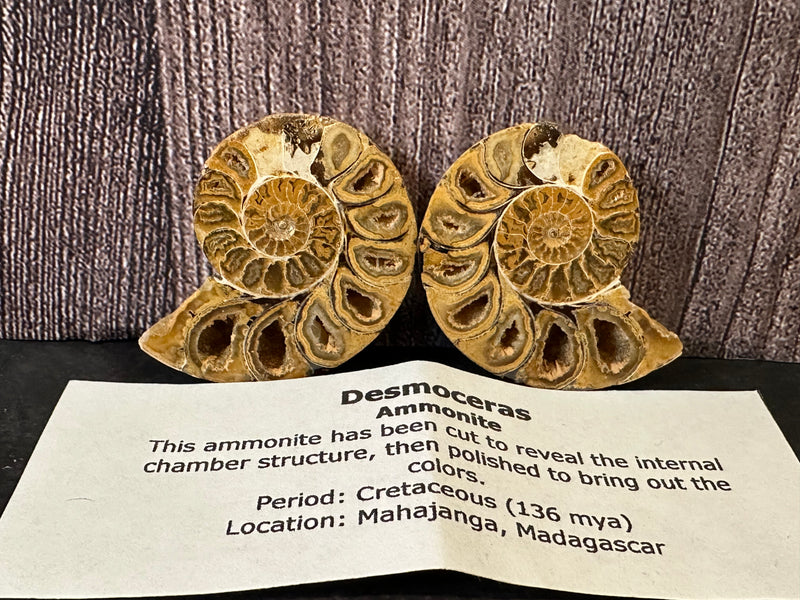 Polished Desmoceras Ammonite Halves