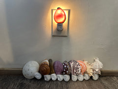 Assorted Seashell Night Light