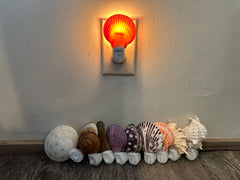 Assorted Seashell Night Light