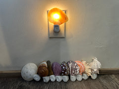 Assorted Seashell Night Light