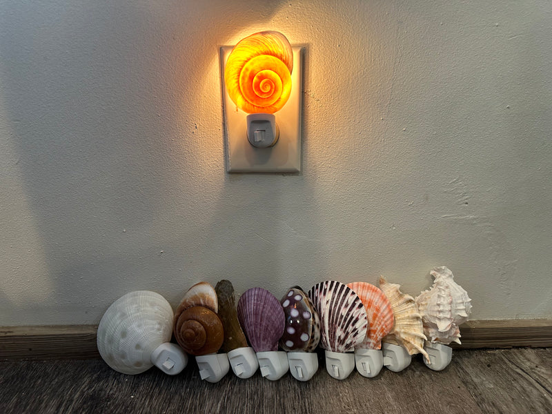 Assorted Seashell Night Light