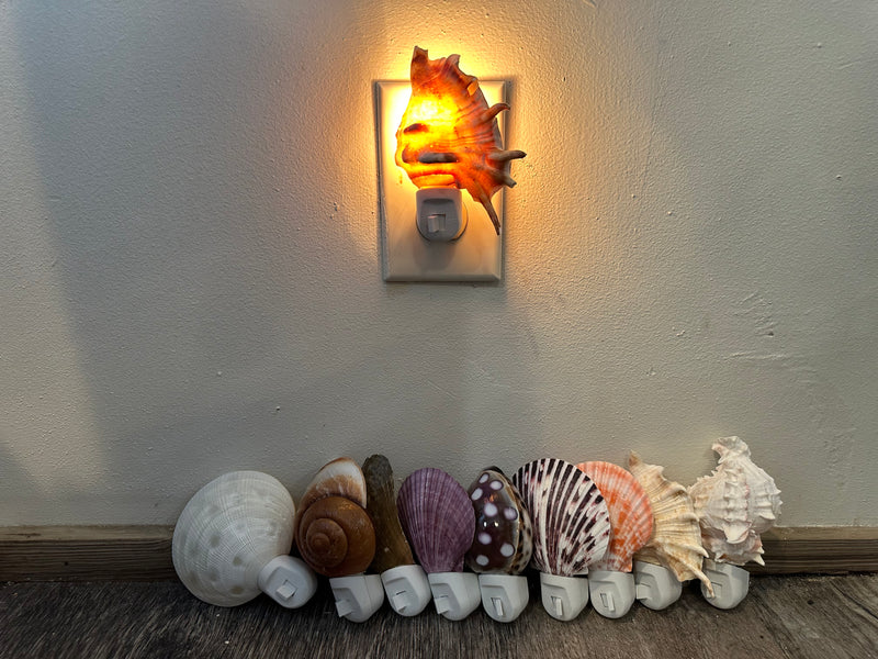 Assorted Seashell Night Light