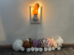 Assorted Seashell Night Light