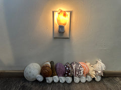 Assorted Seashell Night Light