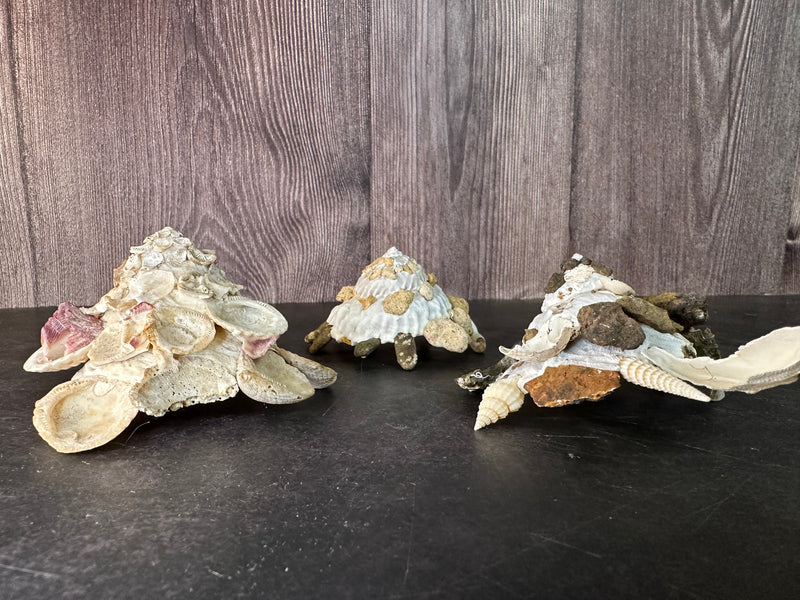 Carrier Shell (Xenophora)