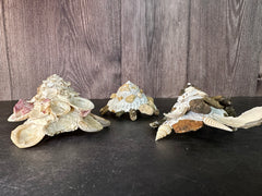 Carrier Shell (Xenophora)