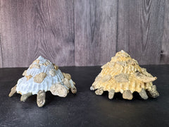 Carrier Shell (Xenophora)