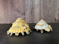 Carrier Shell (Xenophora)