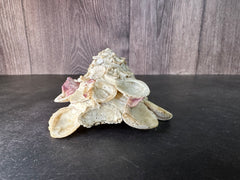 Carrier Shell (Xenophora)