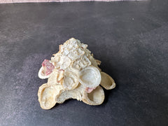 Carrier Shell (Xenophora)