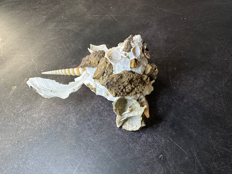 Carrier Shell (Xenophora)