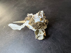 Carrier Shell (Xenophora)