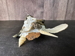 Carrier Shell (Xenophora)
