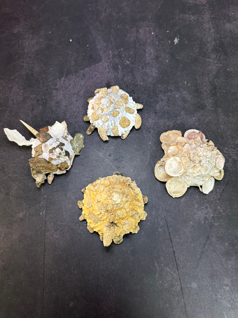 Carrier Shell (Xenophora)