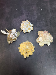 Carrier Shell (Xenophora)