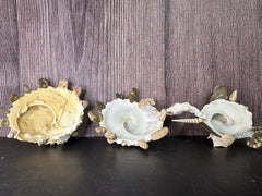 Carrier Shell (Xenophora)