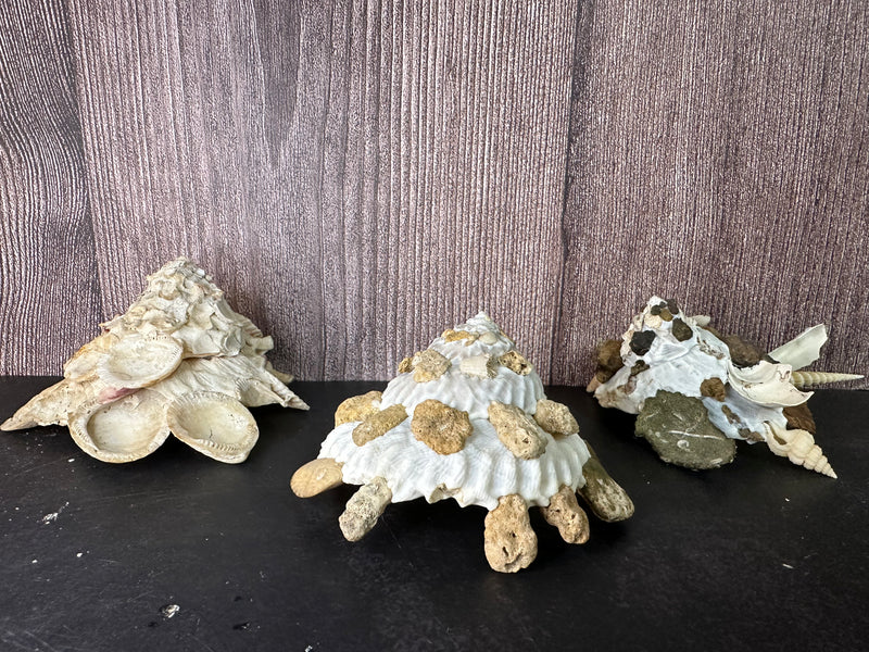 Carrier Shell (Xenophora)