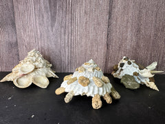 Carrier Shell (Xenophora)