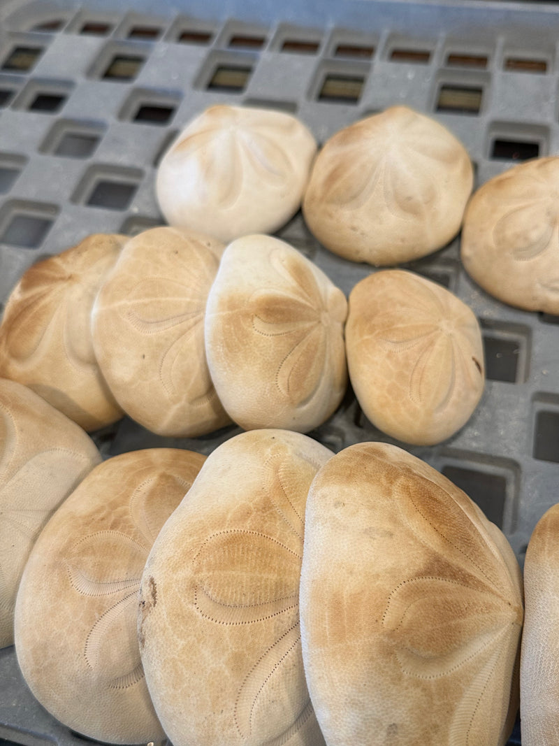 *Stained* Sea Biscuits Puffer Thick Sand Dollar