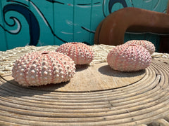 Pink Sea Urchin