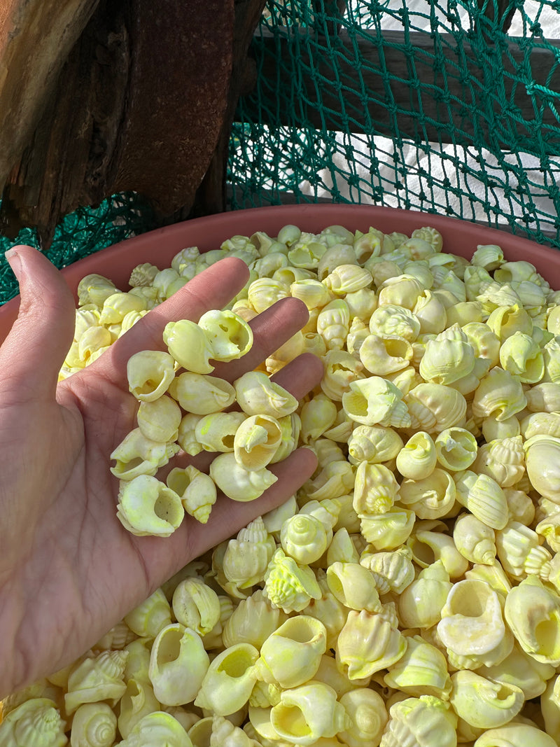 Dyed Pastel Yellow Cornball Shells