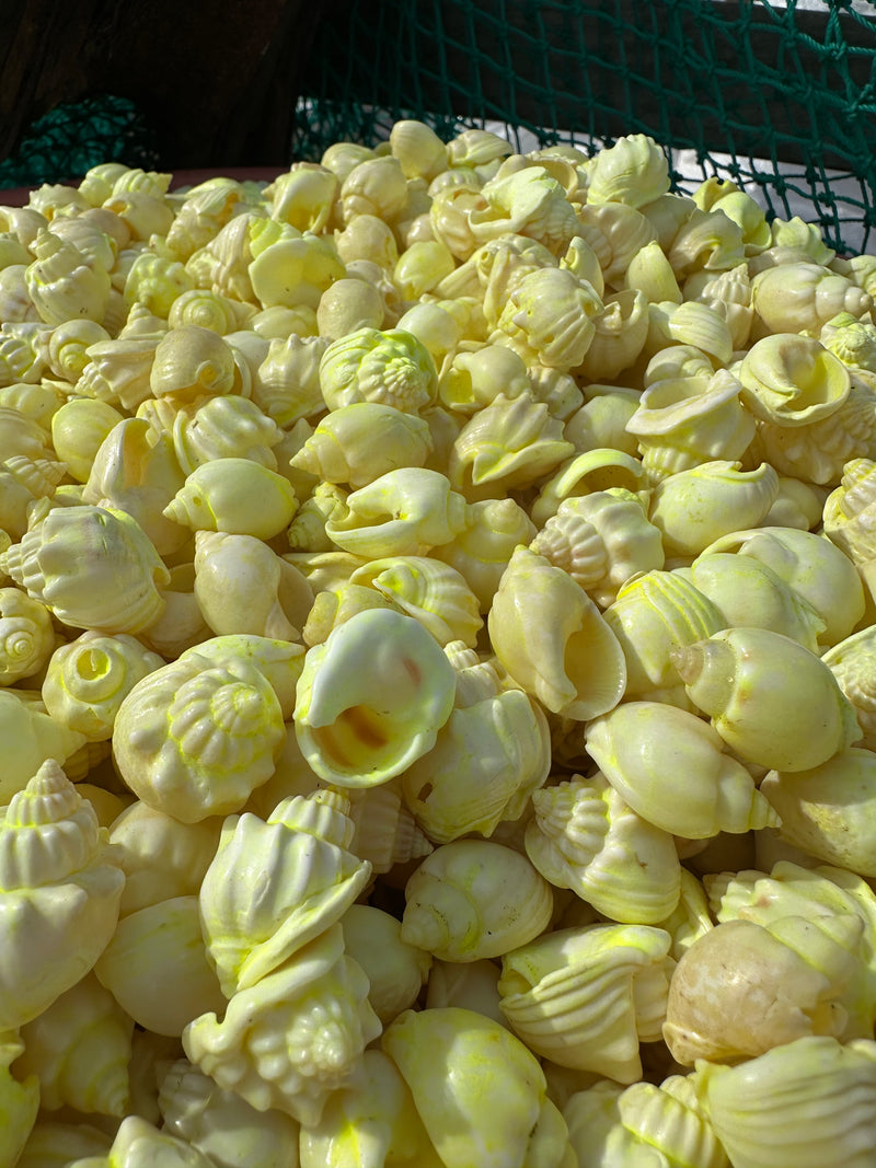 Dyed Pastel Yellow Cornball Shells